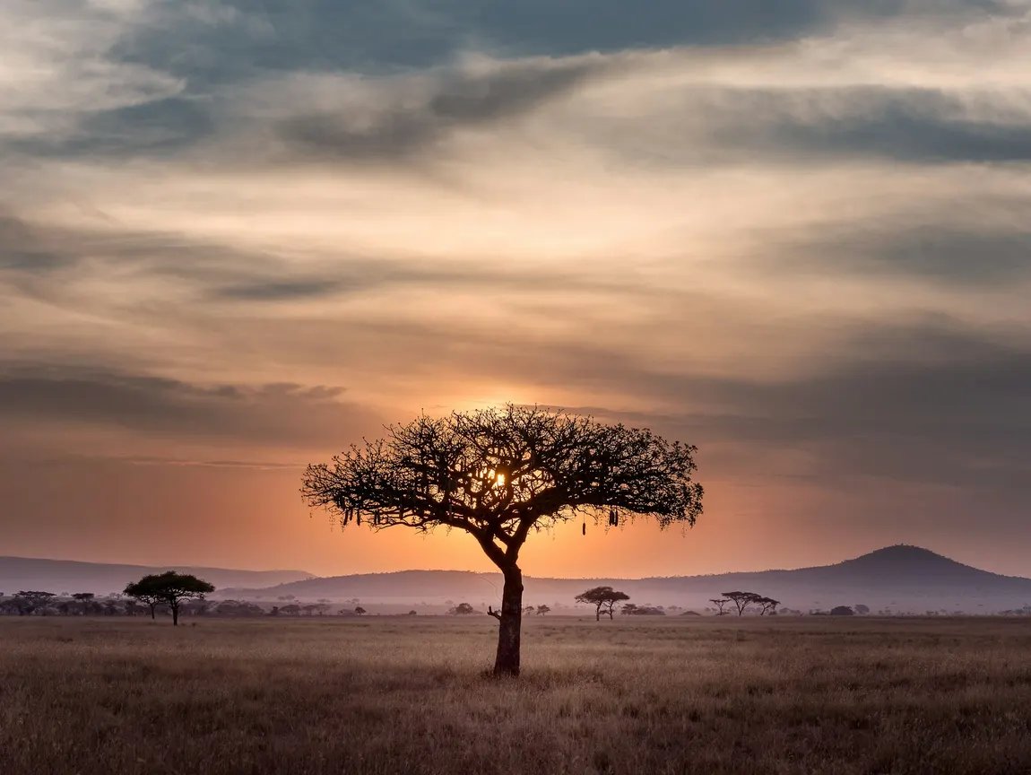 Árvore de savana numa paisagem ilustrativa